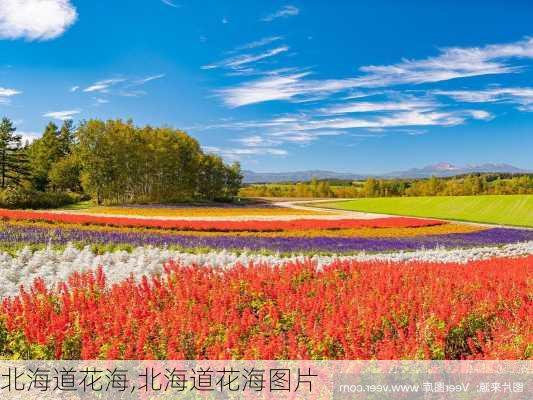 北海道花海,北海道花海图片-第2张图片-阿丹旅游网