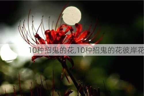 10种招鬼的花,10种招鬼的花彼岸花-第2张图片-阿丹旅游网