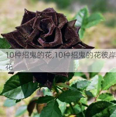 10种招鬼的花,10种招鬼的花彼岸花-第3张图片-阿丹旅游网