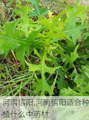 河南信阳,河南信阳适合种植什么中药材