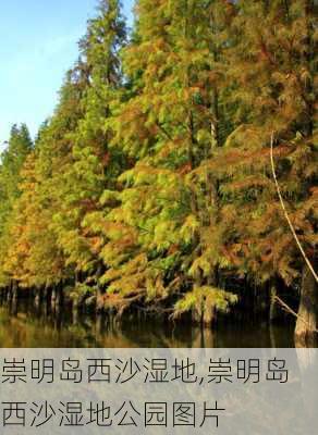 崇明岛西沙湿地,崇明岛西沙湿地公园图片