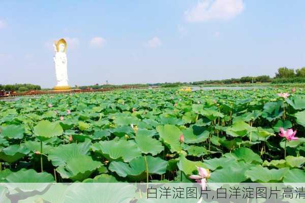 白洋淀图片,白洋淀图片高清-第3张图片-阿丹旅游网