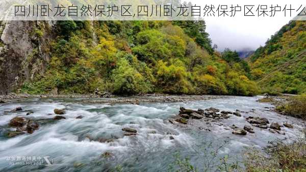 四川卧龙自然保护区,四川卧龙自然保护区保护什么-第1张图片-阿丹旅游网