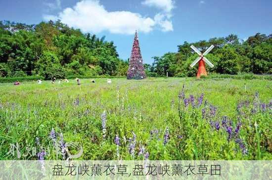 盘龙峡薰衣草,盘龙峡薰衣草田-第2张图片-阿丹旅游网