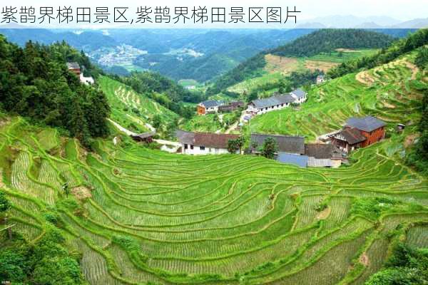 紫鹊界梯田景区,紫鹊界梯田景区图片-第1张图片-阿丹旅游网