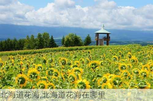 北海道花海,北海道花海在哪里